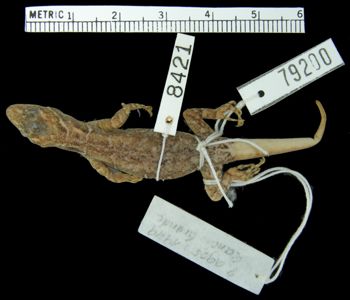 Media type: image;   Herpetology R-79200
